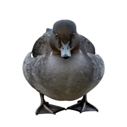 Smew