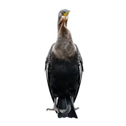 Snakebird