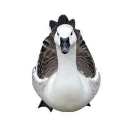 Snow goose