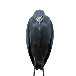 Snowy egret