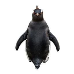 Sphenisciform seabird