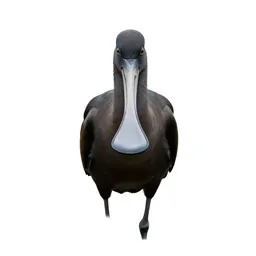 Spoonbill