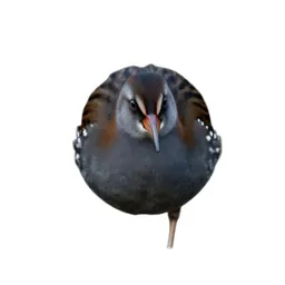 Spotted crake