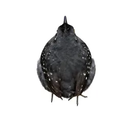 Spotted sandpiper