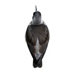 Stilt