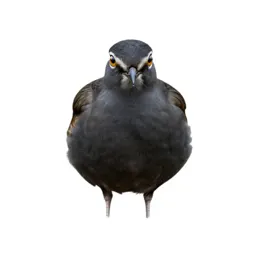 Stone curlew