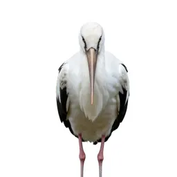 Stork