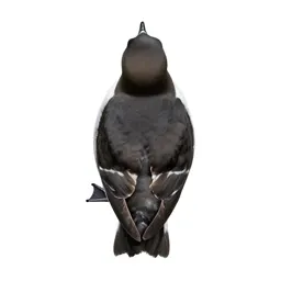 Storm petrel