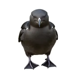 Stormy petrel