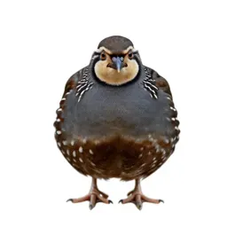 Striped button quail