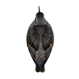 Surfbird