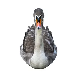 Swan