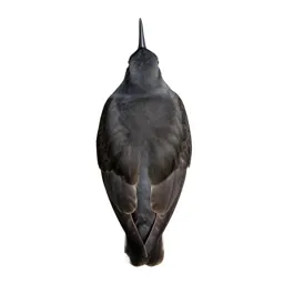 Tattler