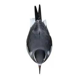Tern