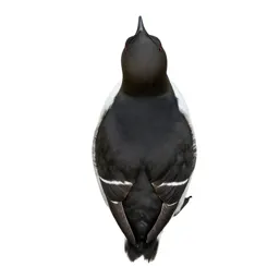 Thick-billed murre