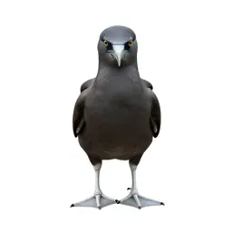 Tropic bird