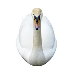 Trumpeter