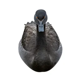 Tundra swan