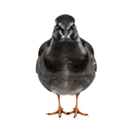 Turnstone