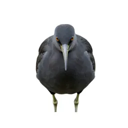 Wading bird