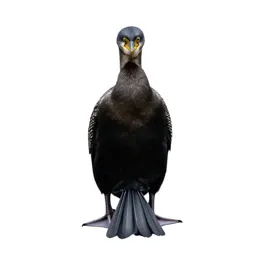 Water turkey