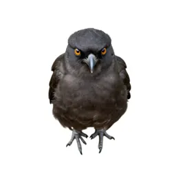 Weka