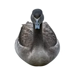 Whistling swan