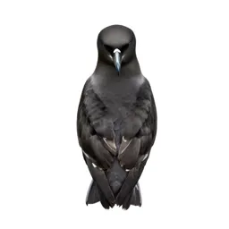 White-chinned petrel