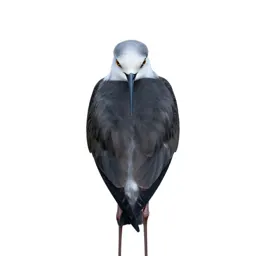 White-headed stilt