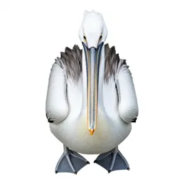White pelican