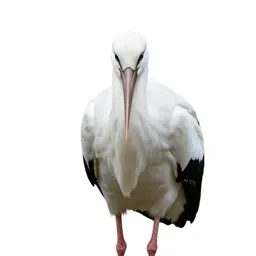 White stork