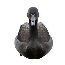 Whooper