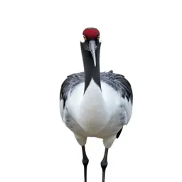 Whooping crane