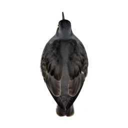 Willet