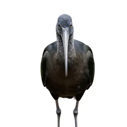 Wood ibis