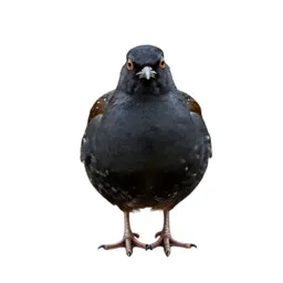 Woodcock
