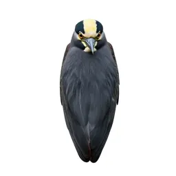 Yellow-crowned night heron