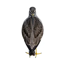 Yellowlegs