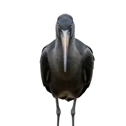 Adjutant bird