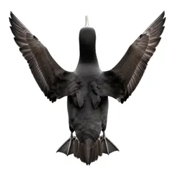 Albatross