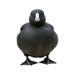 Auk