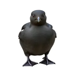 Auklet