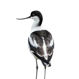 Avocet
