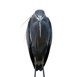 Egret