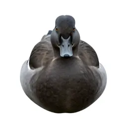 Eider