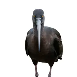 Ibis