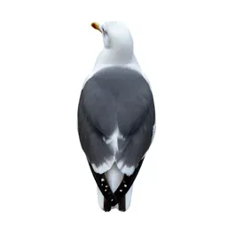 Ivory gull