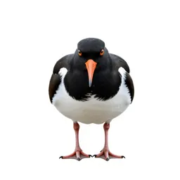 Oystercatcher