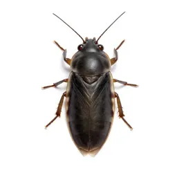 Backswimmer