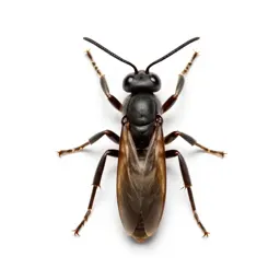 Bald-faced hornet
